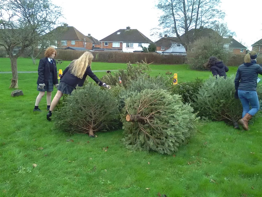 Recycling Christmas Trees